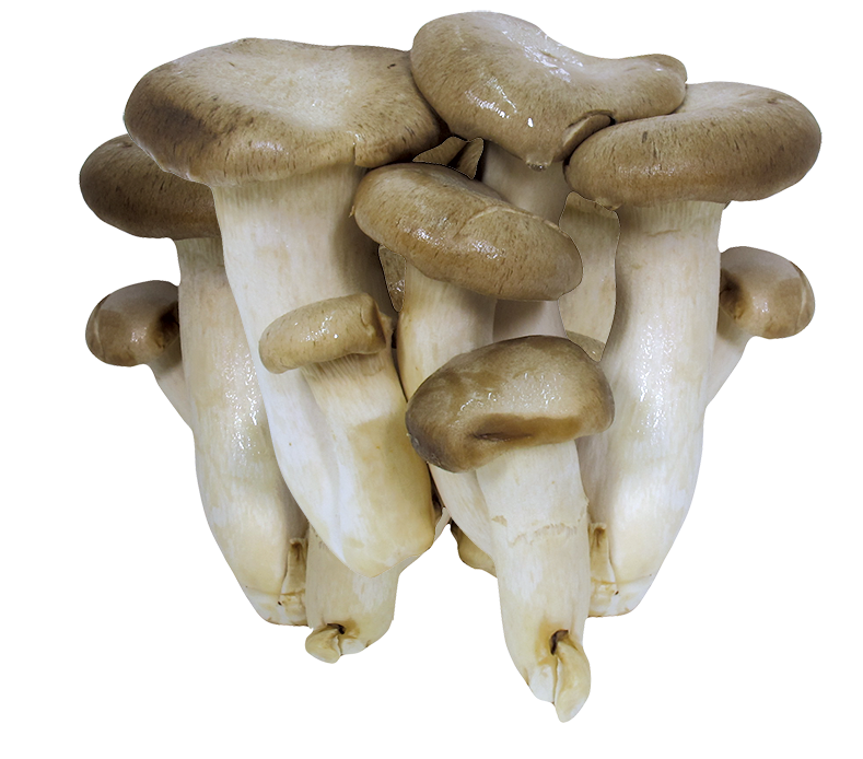Organic Mini King Oyster Mushroom Korea
