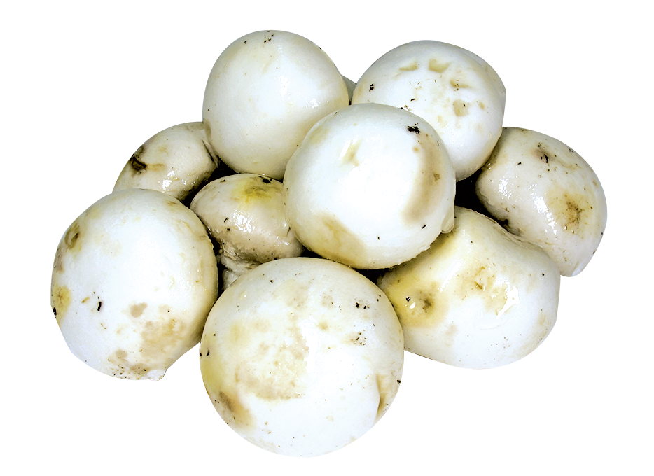 White Mushroom