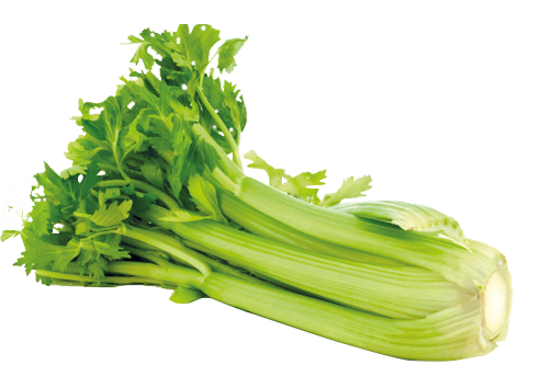 Celery