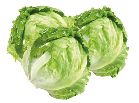 Iceburg Lettuce