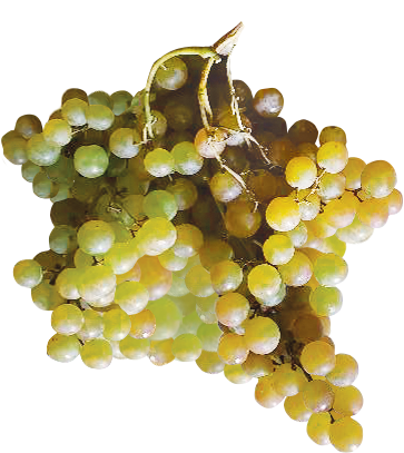 Shine Muscat