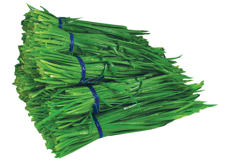 Chinese Garlic Chives