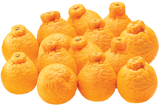 Sumo Citrus