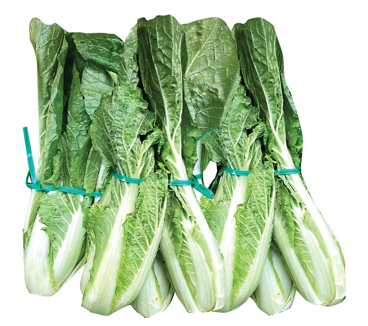 Young Summer Cabbage