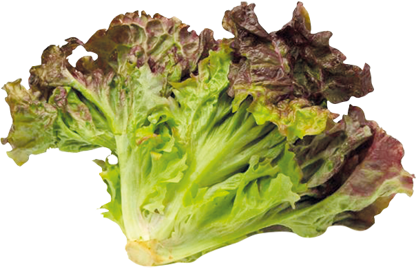 Red Leaf Lettuce