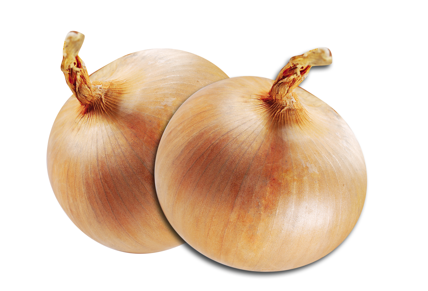 Brown Onion