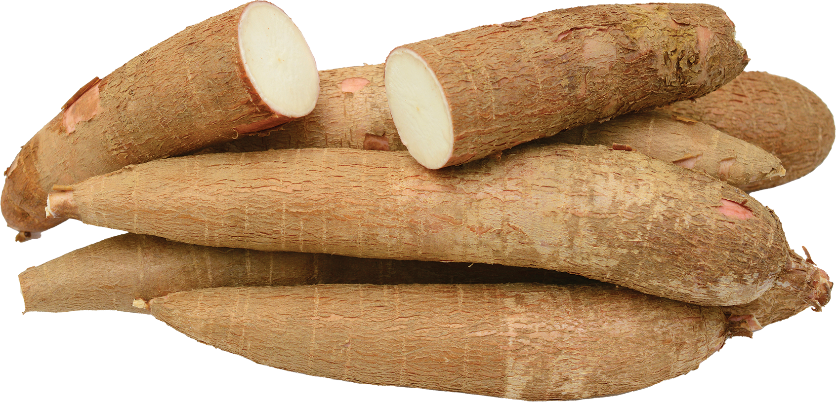 Yucca