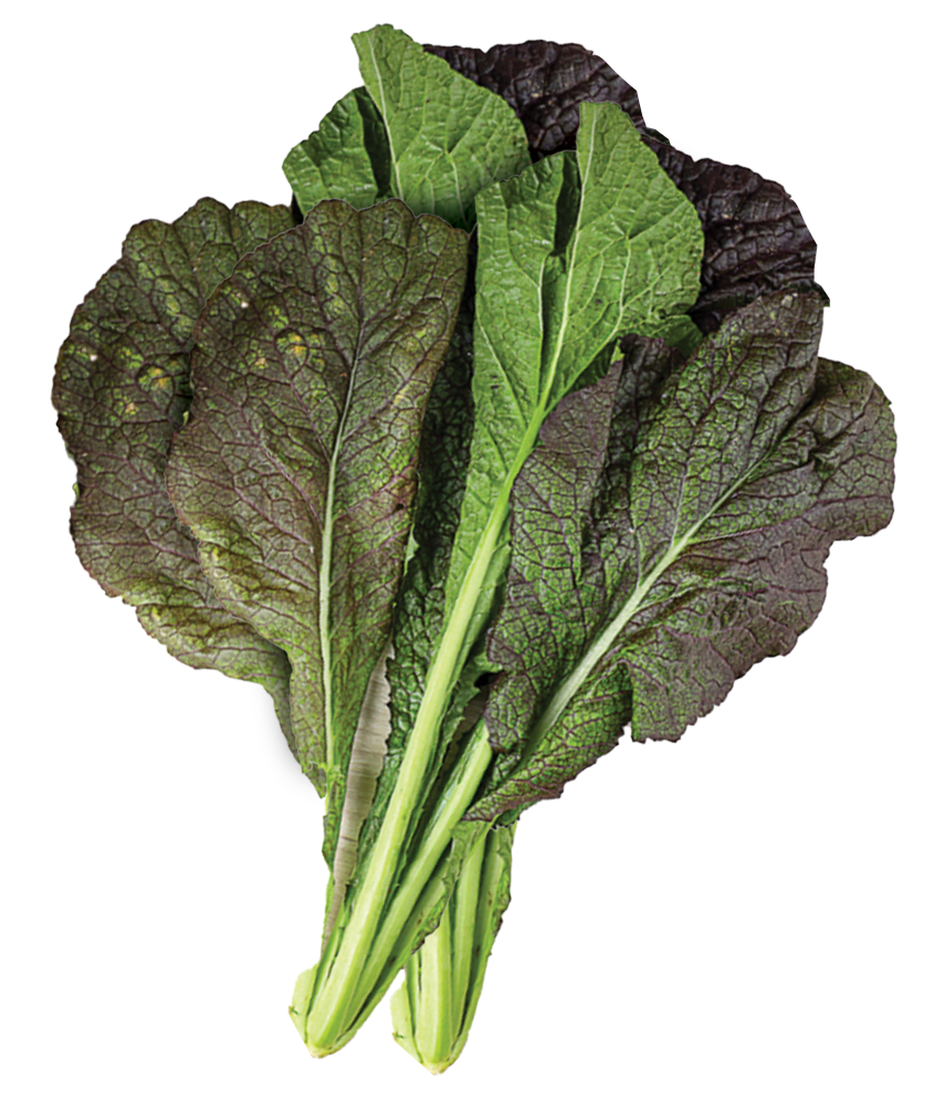 Red Mustard Gat