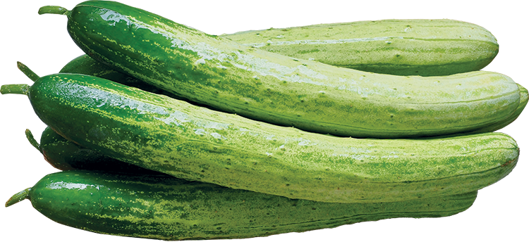 Korean Cucumber