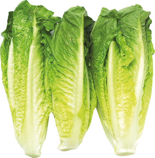 Romaine Lettuce